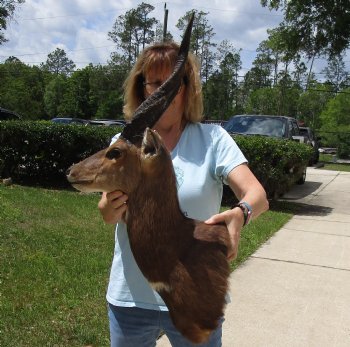 Taxidermy Bushbuck Shoulder Mount - $300.00 - Pick Up Only