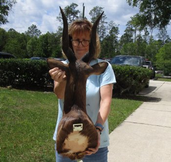 Taxidermy Bushbuck Shoulder Mount - $300.00 - Pick Up Only