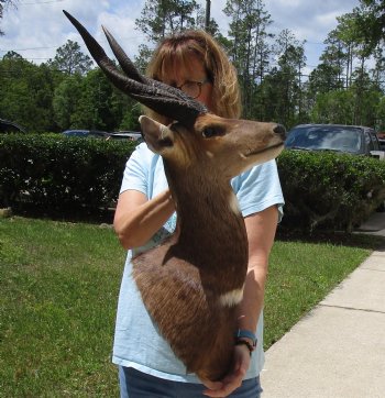 Taxidermy Bushbuck Shoulder Mount - $300.00 - Pick Up Only