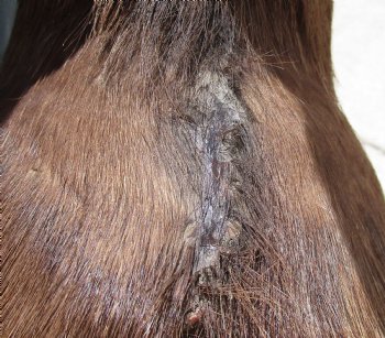 Taxidermy Bushbuck Shoulder Mount - $300.00 - Pick Up Only