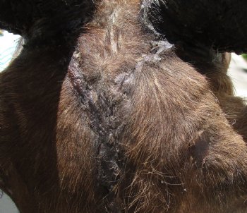 Taxidermy Bushbuck Shoulder Mount - $300.00 - Pick Up Only