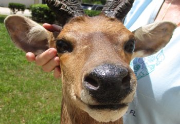 Taxidermy Bushbuck Shoulder Mount - $300.00 - Pick Up Only