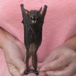 Mummified hanging Lessor short-nosed fruit bat - $32.00 each; 4 or more @ $28.00 each