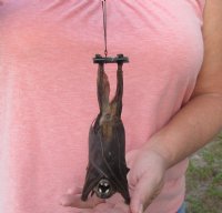 Mummified hanging Lessor short-nosed fruit bat - $32.00 each; 4 or more @ $28.00 each