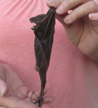 Mummified hanging Lessor short-nosed fruit bat - $32.00 each; 4 or more @ $28.00 each