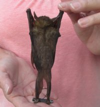 Mummified hanging Lessor short-nosed fruit bat - $32.00 each; 4 or more @ $28.00 each