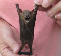 One Preserved hanging Minute fruit bat 4-1/2 to 5-1/2 inches