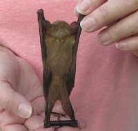 One Preserved hanging Minute fruit bat 4-1/2 to 5-1/2 inches