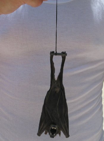 Wholesale Preserved Hanging Greater Short-Nosed Fruit Bat - $36.00 each; 4 or more @ $32.00 each