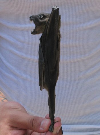 Wholesale Preserved Hanging Greater Short-Nosed Fruit Bat - $36.00 each; 4 or more @ $32.00 each