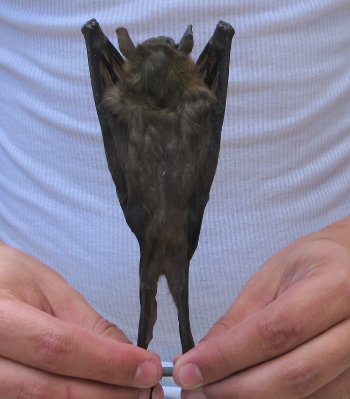 Wholesale Preserved Hanging Greater Short-Nosed Fruit Bat - $36.00 each; 4 or more @ $32.00 each