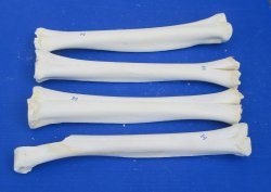 Wholesale B-Grade Camel Leg Bone - 2 pcs @ $10.00 each; 8 pcs @ $9.00 each