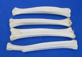 Wholesale B-Grade Camel Leg Bone - 2 pcs @ $10.00 each; 8 pcs @ $9.00 each