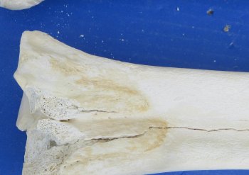 Wholesale B-Grade Camel Leg Bone - 2 pcs @ $10.00 each; 8 pcs @ $9.00 each
