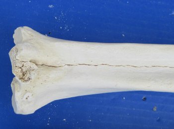 Wholesale B-Grade Camel Leg Bone - 2 pcs @ $10.00 each; 8 pcs @ $9.00 each