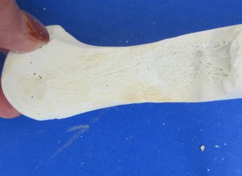 Wholesale B-Grade Camel Leg Bone - 2 pcs @ $10.00 each; 8 pcs @ $9.00 each