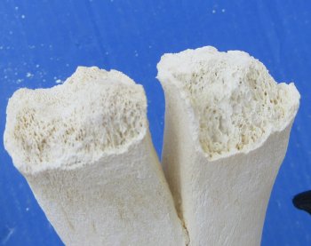 Wholesale B-Grade Camel Leg Bone - 2 pcs @ $10.00 each; 8 pcs @ $9.00 each