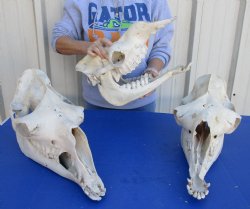 Camel skull with lower jaw, commercial B-Grade 13" to 18" long - $145.00 each; 4 or more @ $135.00 each