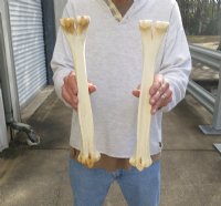 14"-16" Wholesale Camel Lower Leg Bones for Carving and Crafts, with natural imperfections  - $17.00 each; 8 pc or more @ $15.00 each  (We will select bones that look similar to those shown in the photos)  