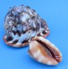 Wholesale cameo shells, bullmouth helmet seashells, 5" - 5-7/8" - Case of 30 pcs @ $5.00 each