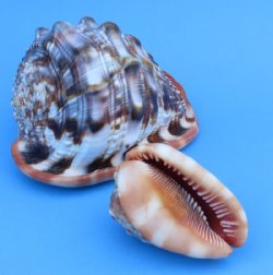 3 to 4 inches Wholesale Cameo Shells, Bullmouth Helmet Shells  - 6 pcs @ $3.00 each 