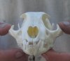 Caracal Skulls/Wild Cat Skulls Hand Picked Pricing