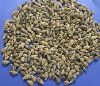 Wholesale Cerithium Sand Snail, natural shells  5/8 to 1-1/4 inch - 2 kilos @ $1.75/kilo (1 kilo per bag)