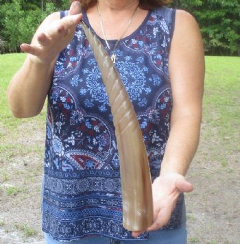 Wholesale Carved Spiral Polished Cattle/Cow Horns - 15 inches to 18 inches - 2 pcs @ $13.00 each; 10 pcs @ $11.50 each