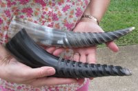 Wholesale Carved Spiral Polished Cattle/Cow Horns - 12 inches to 15 inches - 2 pcs @ $10.00 each; 10 pcs @ $9.00 each