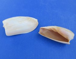 Wholesale Cymbium Cucumis 4 inches to 5 inches - 20 pcs @ $.95 each; 100 pcs @ $.85 each