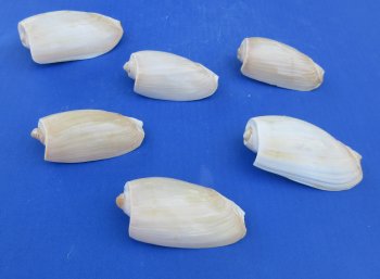 Wholesale Cymbium Cucumis 3 inches to 4 inches - 20 pcs @ $.95 each; 100 pcs @ $.85 each