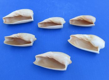 Wholesale Cymbium Cucumis 3 inches to 4 inches - 20 pcs @ $.95 each; 100 pcs @ $.85 each
