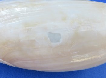 Wholesale Cymbium Cucumis 3 inches to 4 inches - 20 pcs @ $.95 each; 100 pcs @ $.85 each