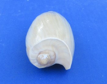 Wholesale Cymbium Cucumis 3 inches to 4 inches - 20 pcs @ $.95 each; 100 pcs @ $.85 each