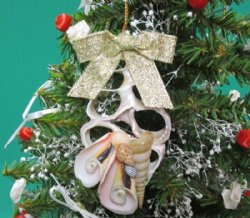 Wholesale Center Cut Trochus ornament - 4 inches long - 10 pcs @ $1.60 each; 30 pcs @ $1.40 each
