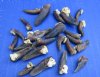 Wholesale beaver claws for sale in bulk - Packed: 25 pcs @ $.70 each; Packed: 100 pcs @ $.60 each