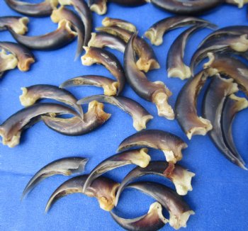 Real North American Porcupine Claws  - 10 pcs @ $.95 each; 25 pcs @ $.85 each