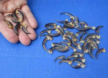 Real North American Porcupine Claws  - 10 pcs @ $.95 each; 25 pcs @ $.85 each