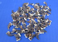  Raccoon Claws assorted sizes (25 pc, 100 pc)