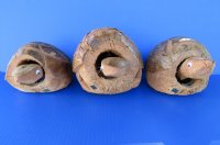 Wholesale Bobble Head Carved Coconut Turtle - 18 pcs @ $3.15 each