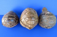 Wholesale Bobble Head Carved Coconut Turtle - 6 pcs @ $3.50 each