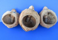 Wholesale Bobble Head Carved Coconut Turtle - 18 pcs @ $3.15 each