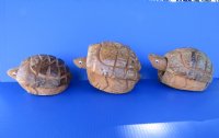 Wholesale Bobble Head Carved Coconut Turtle - 6 pcs @ $3.50 each