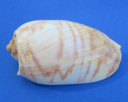 Wholesale Cymbium marmoratum 3 inches to 4 inches - 25 pcs @ $.70 each; 100 pcs @ $.63 each