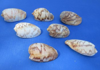 Wholesale Cymbium marmoratum 3 inches to 4 inches - 25 pcs @ $.70 each; 100 pcs @ $.63 each