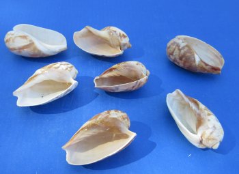 Wholesale Cymbium marmoratum 3 inches to 4 inches - 25 pcs @ $.70 each; 100 pcs @ $.63 each