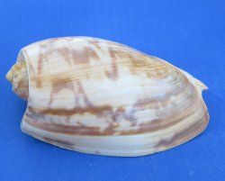 Wholesale Cymbium marmoratum 4 inches to 5 inches - 25 pcs @ $1.00 each; 100 pcs @ $.90 each