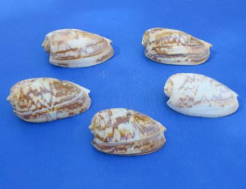 Wholesale Cymbium marmoratum 4 inches to 5 inches - 25 pcs @ $1.00 each; 100 pcs @ $.90 each