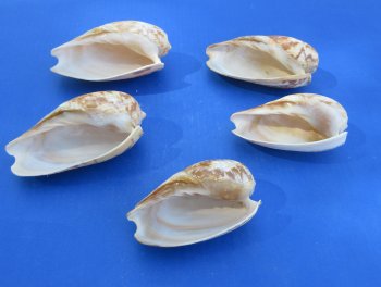 Wholesale Cymbium marmoratum 4 inches to 5 inches - 25 pcs @ $1.00 each; 100 pcs @ $.90 each