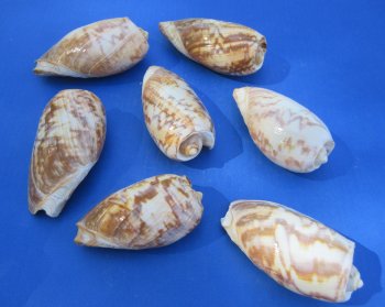 Wholesale Cymbium marmoratum 4 inches to 5 inches - 25 pcs @ $1.00 each; 100 pcs @ $.90 each